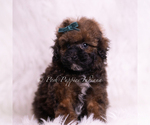 Puppy AKC Cannon Poodle (Toy)