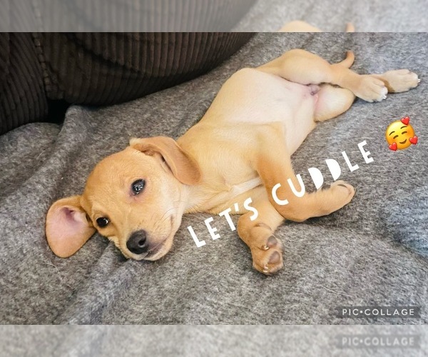 Medium Photo #1 Beagle-Chiweenie Mix Puppy For Sale in FAIRBORN, OH, USA
