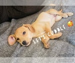 Small Photo #1 Beagle-Chiweenie Mix Puppy For Sale in FAIRBORN, OH, USA