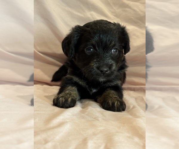 Medium Photo #6 Corgipoo Puppy For Sale in LONGMONT, CO, USA