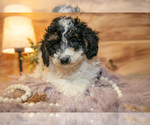 Small #1 Poodle (Miniature)