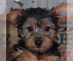 Yorkshire Terrier Puppy for sale in MOUNT VERNON, OH, USA