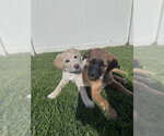 Small Photo #6 Mutt Puppy For Sale in Sandy, UT, USA