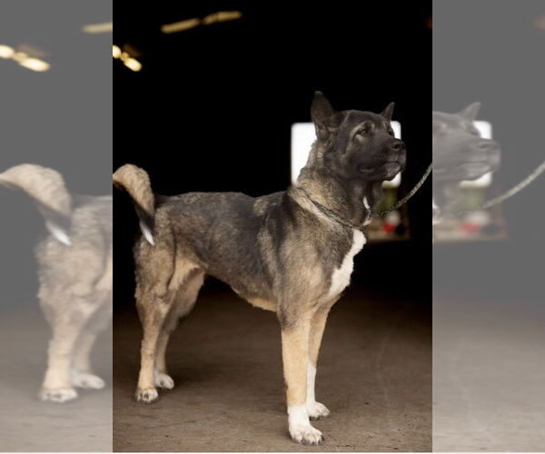 Medium Photo #4 Akita Puppy For Sale in Pottstown, PA, USA