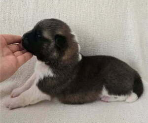 Medium Akita