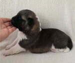 Puppy GUNNER Akita