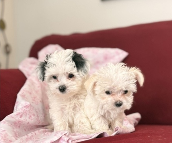 Medium Photo #3 Mal-Shi Puppy For Sale in FARMINGTON, MN, USA