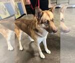 Small Photo #2 Siberian Husky-Unknown Mix Puppy For Sale in Rockwall, TX, USA