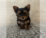 Small #7 Yorkshire Terrier