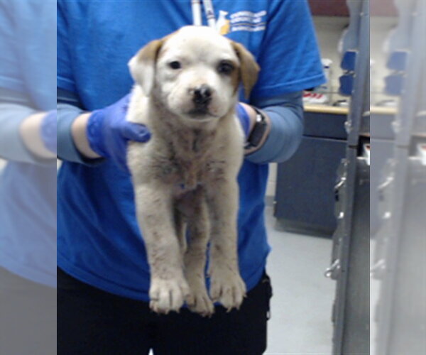 Medium Photo #1 Mutt Puppy For Sale in Fayetteville, NC, USA