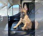 Small #1 Belgian Malinois