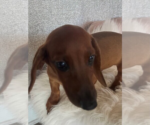 Medium Photo #3 Dachshund Puppy For Sale in STUART, FL, USA