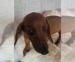 Small #2 Dachshund