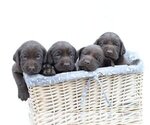 Small Photo #5 Labrador Retriever Puppy For Sale in PIEDMONT, SC, USA