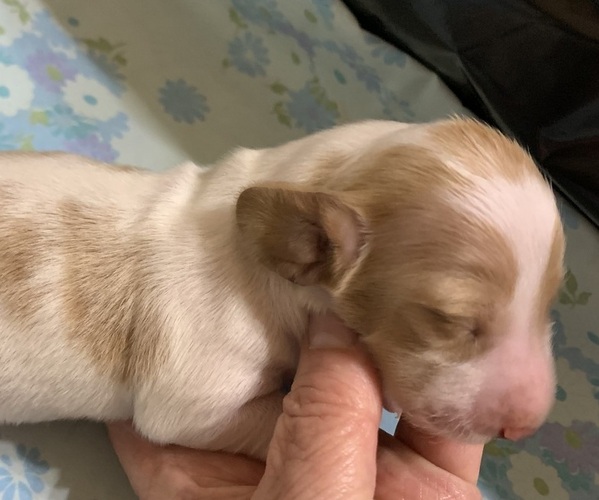 Medium Photo #2 Dachshund Puppy For Sale in RED OAK, TX, USA