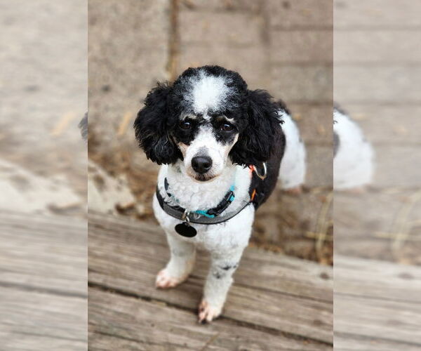 Medium Photo #6 Poodle (Miniature) Puppy For Sale in St. Louis Park, MN, USA