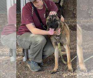 Mutt Dogs for adoption in Santa Barbara, CA, USA