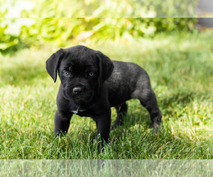 Medium Cane Corso
