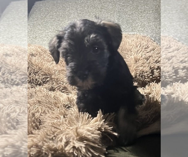 Medium Photo #8 Schnauzer (Miniature) Puppy For Sale in WALNUT COVE, NC, USA