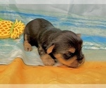 Small #18 Morkie