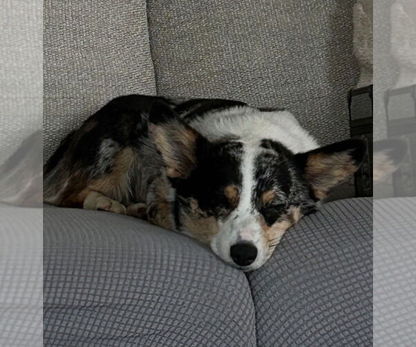 Medium Photo #4 Cardigan Welsh Corgi Puppy For Sale in Springdale, PA, USA