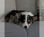 Small #3 Cardigan Welsh Corgi