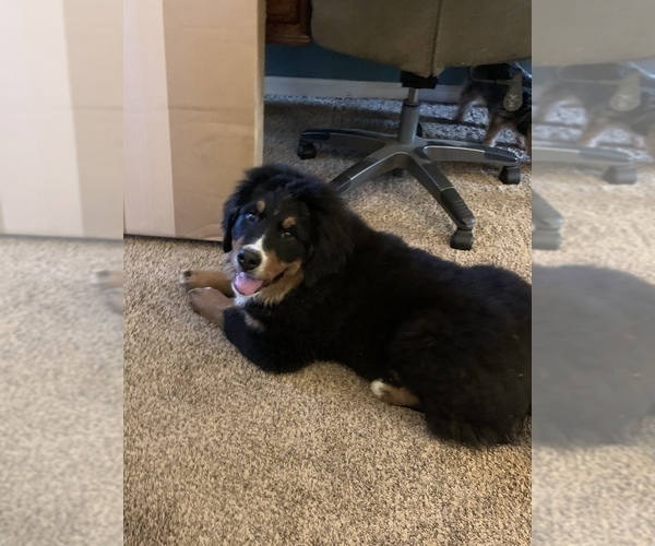 Medium Photo #2 Bernese Mountain Dog Puppy For Sale in ENON, OH, USA