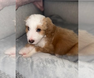 F2 Aussiedoodle Puppy for sale in VIRGINIA BEACH, VA, USA