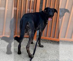 Holland Shepherd-Unknown Mix Dogs for adoption in Las Vegas, NV, USA
