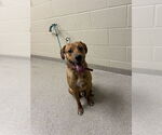 Small #5 Labrador Retriever Mix
