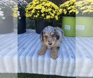 Aussiedoodle Puppy for sale in CENTER, KY, USA