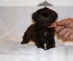 Small #1 ShihPoo
