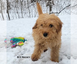 Small Photo #1 Goldendoodle Puppy For Sale in MILFORD, MI, USA