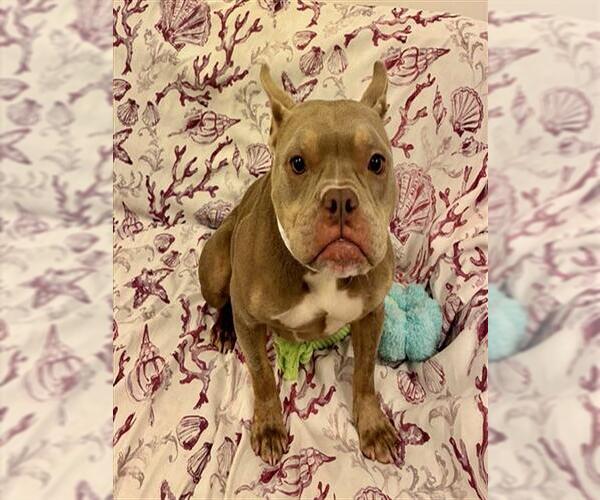 Medium Photo #1 American Staffordshire Terrier-French Bulldog Mix Puppy For Sale in Fort Lauderdale, FL, USA