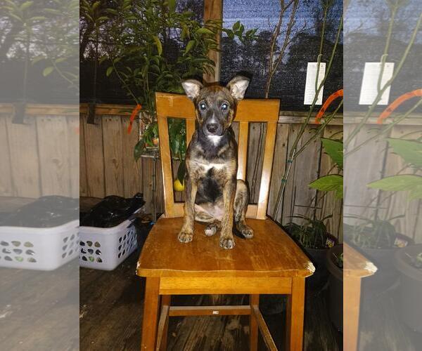 Medium Photo #9 Labrador Retriever-Unknown Mix Puppy For Sale in The Woodlands, TX, USA