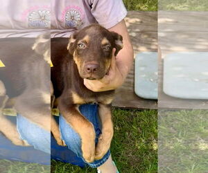 Australian Shepherd-Unknown Mix Dogs for adoption in Minneapolis, MN, USA