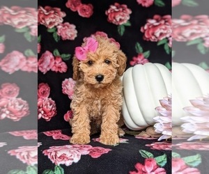 Miniature Labradoodle Puppy for sale in KIRKWOOD, PA, USA