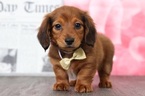 Small Photo #3 Dachshund Puppy For Sale in BEL AIR, MD, USA