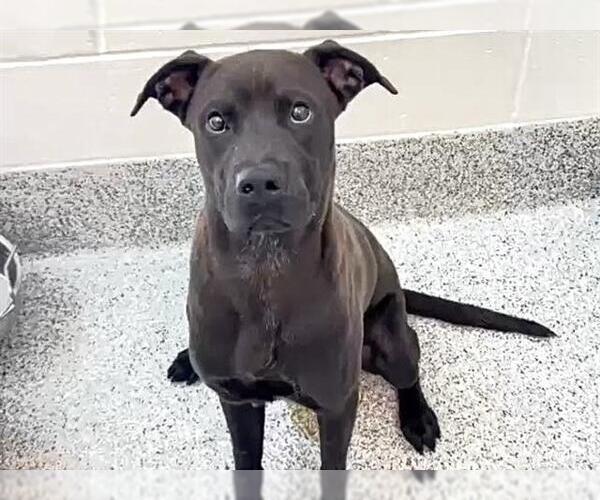 Medium Photo #1 Labrador Retriever-Unknown Mix Puppy For Sale in Houston, TX, USA
