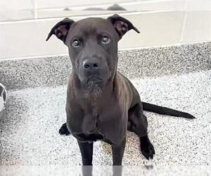 Labrador Retriever-Unknown Mix Dogs for adoption in Houston, TX, USA