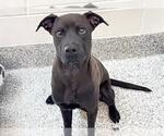 ORSON - Male Labrador Retriever-Unknown Mix Dog for Adoption - Small photo