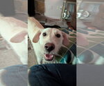 Small Labrador Retriever Mix