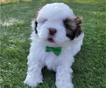 Small #1 Shih Tzu