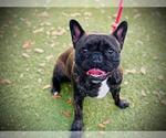 Small French Bulldog