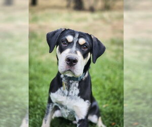 Mutt Dogs for adoption in Sandy, UT, USA