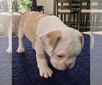 Puppy Puppy 6 French Bulldog