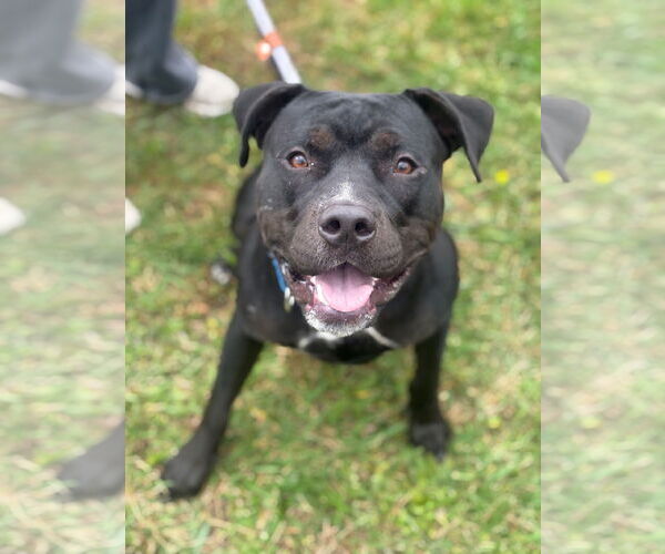 Medium Photo #1 Bullboxer Pit Puppy For Sale in Manahawkin, NJ, USA