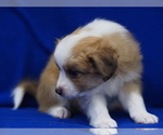 Small Photo #10 Miniature Australian Shepherd Puppy For Sale in ELMHURST, IL, USA