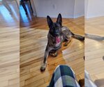 Small Photo #1 German Shepherd Dog Puppy For Sale in Rolesville, NC, USA