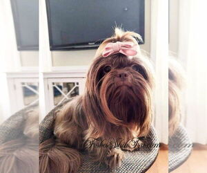 Mother of the Shih Tzu puppies born on 12/17/2025